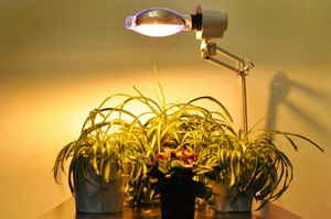 Использование ламп для комнатных растений